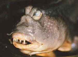 uglyfish.jpg