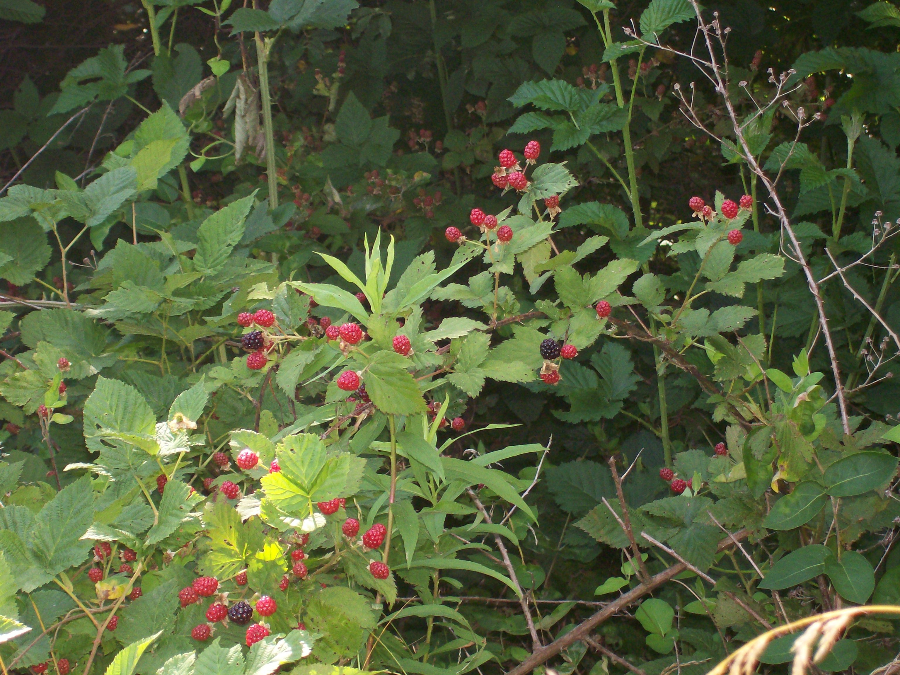 wildblackberries2.jpg