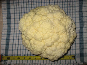 harvestcauliflower.jpg