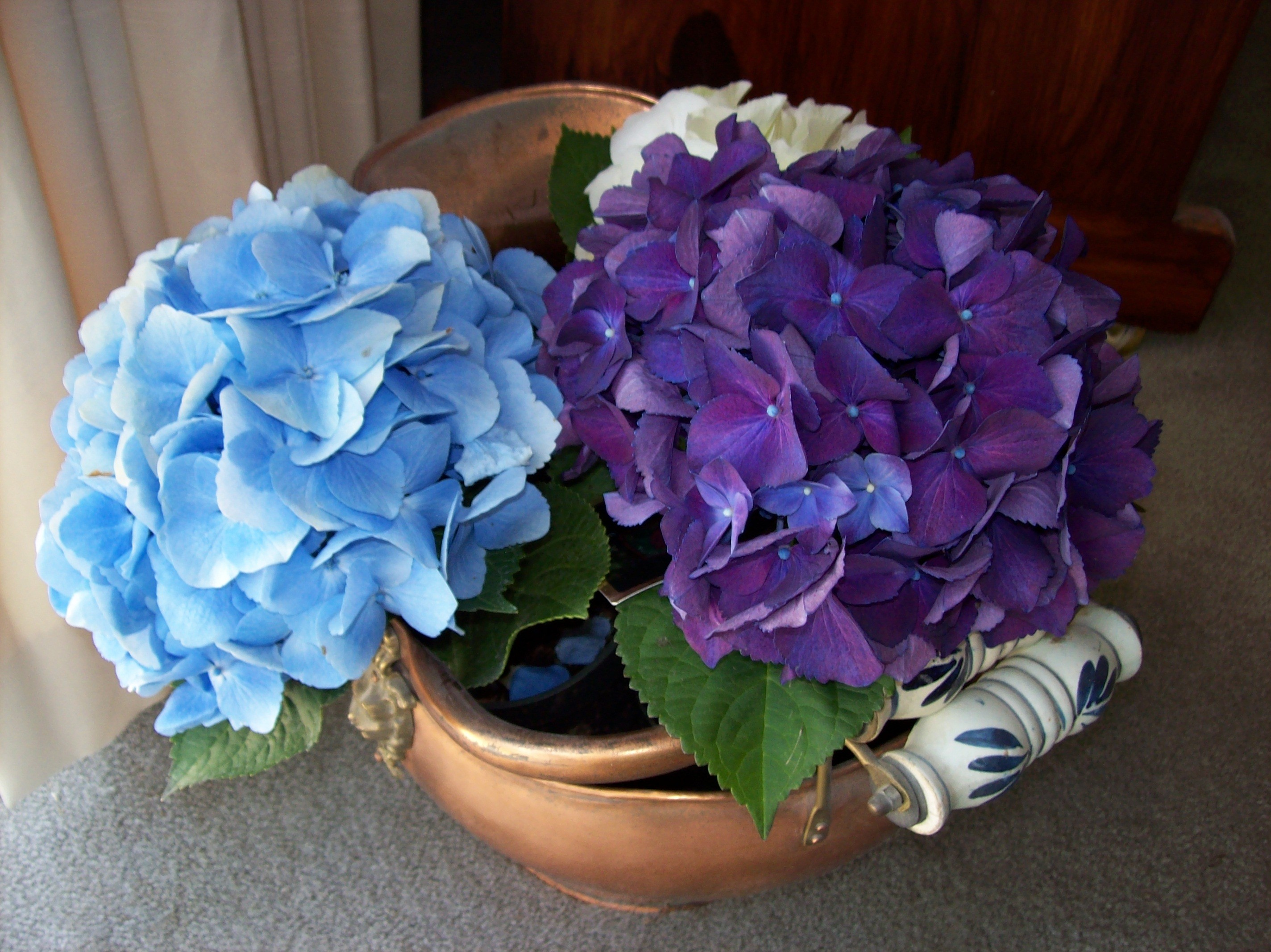 hydrangeaskuttle.jpg