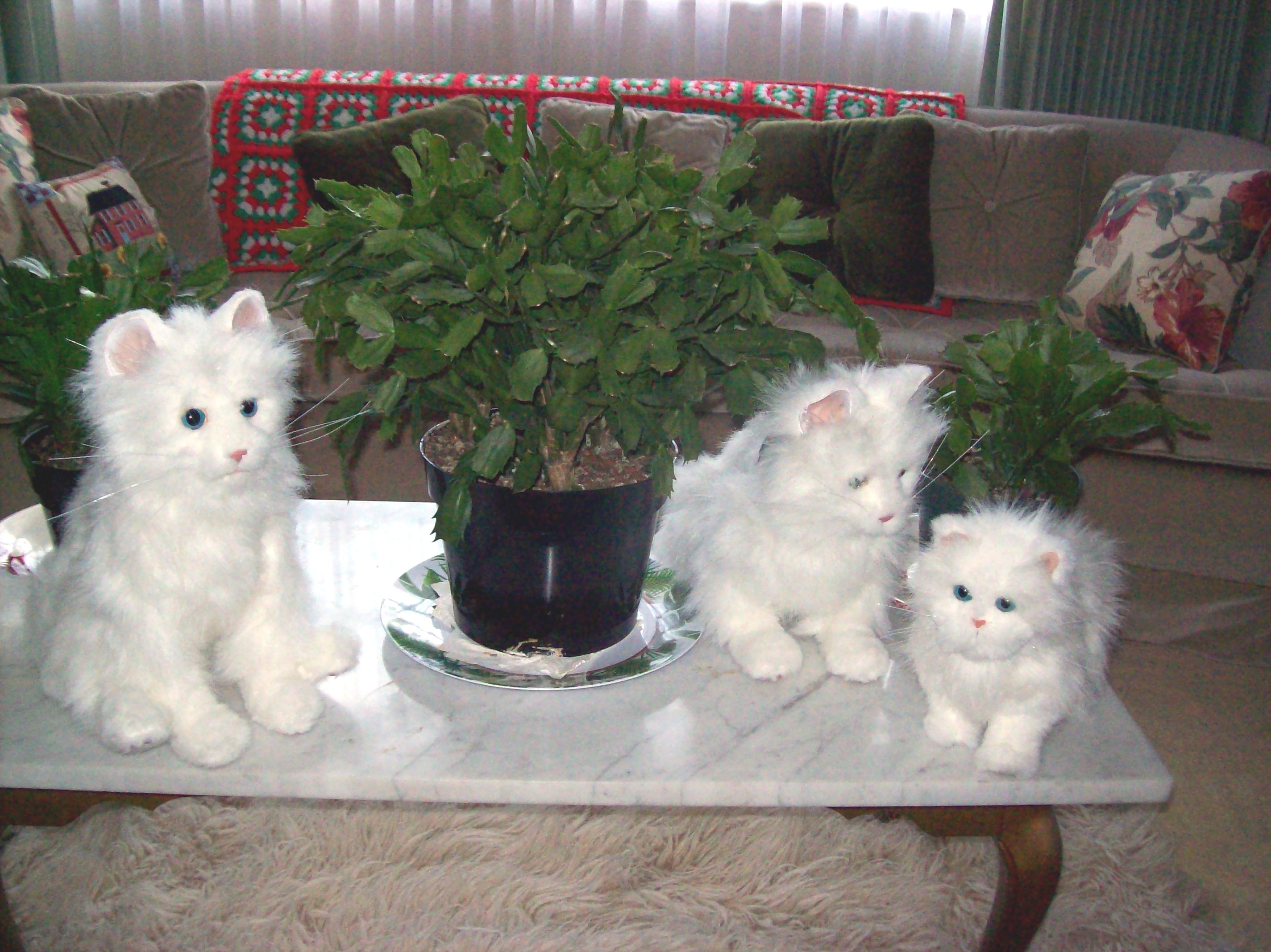 kitties2.jpg